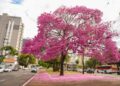 Semana começa sob ar seco, calor em alta e ventos intensos em MS