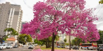 Semana começa sob ar seco, calor em alta e ventos intensos em MS