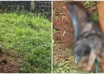 Cadela é encontrada morta em saco de lixo e jovem é presa por maus-tratos