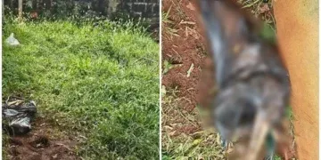 Cadela é encontrada morta em saco de lixo e jovem é presa por maus-tratos