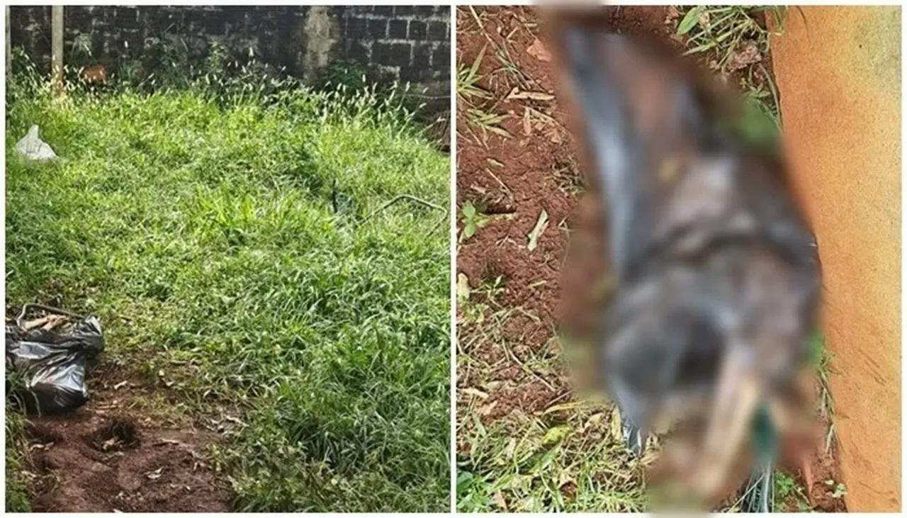 Cadela é encontrada morta em saco de lixo e jovem é presa por maus-tratos