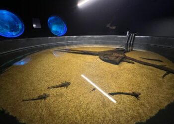 Bioparque Pantanal resgata peixes em risco durante fenômeno da decoada no Rio Miranda