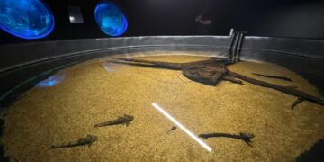 Bioparque Pantanal resgata peixes em risco durante fenômeno da decoada no Rio Miranda