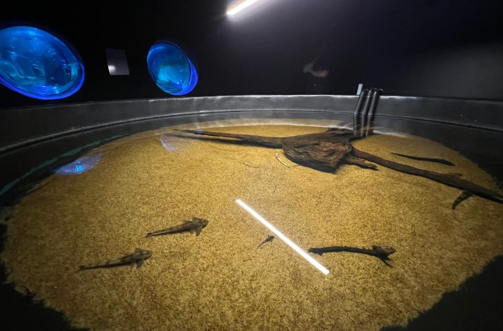 Bioparque Pantanal resgata peixes em risco durante fenômeno da decoada no Rio Miranda