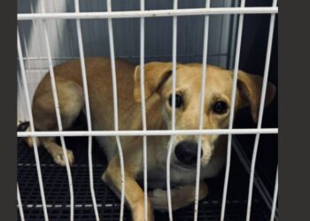 Tampinhas que salvam vidas: projeto já viabilizou quase 450 castrações em Campo Grande Tampinhas que salvam vidas: projeto já viabilizou quase 450 castrações em Campo Grande