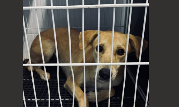 Tampinhas que salvam vidas: projeto já viabilizou quase 450 castrações em Campo Grande