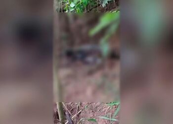 Corpo carbonizado é encontrado em mata e polícia investiga possível execução