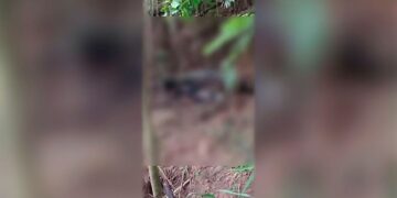 Corpo carbonizado é encontrado em mata e polícia investiga possível execução