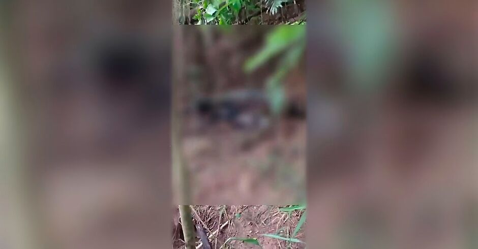 Corpo carbonizado é encontrado em mata e polícia investiga possível execução