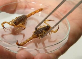 Picada de escorpião: saiba como agir e onde o SUS atende casos em MS