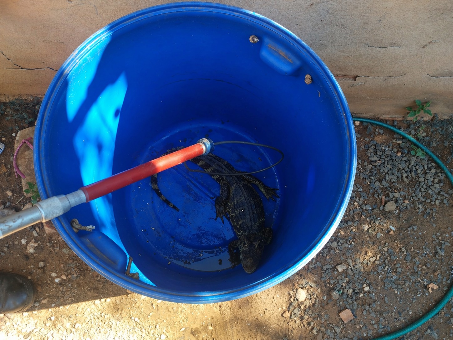 Hóspede inesperado no quintal: jacaré-do-pantanal “visita” residência e mobiliza resgate