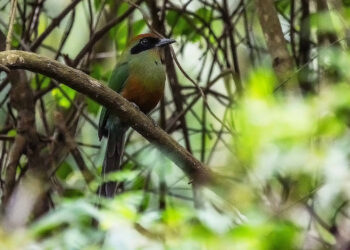 MS oficializa juruva como ave símbolo da Mata Atlântica e reforça conservação