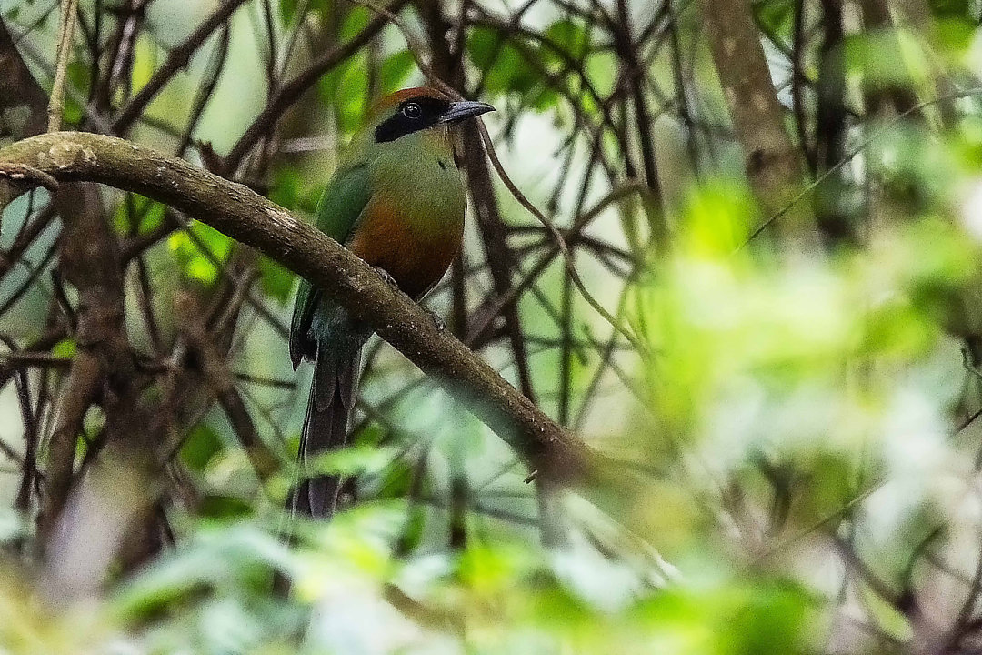 MS oficializa juruva como ave símbolo da Mata Atlântica e reforça conservação