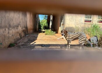 Abril Laranja mobiliza ações de combate aos maus-tratos em Campo Grande 