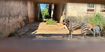 Abril Laranja mobiliza ações de combate aos maus-tratos em Campo Grande 