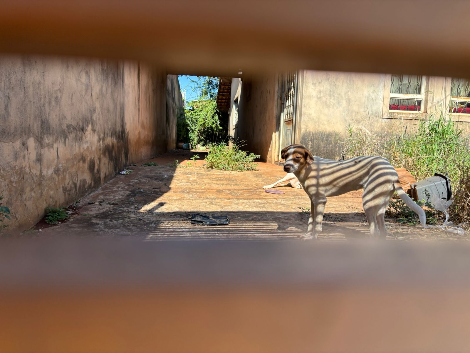 Abril Laranja mobiliza ações de combate aos maus-tratos em Campo Grande 