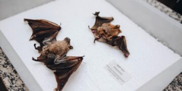 Sesau alerta para vacinação após cinco casos de raiva em morcegos