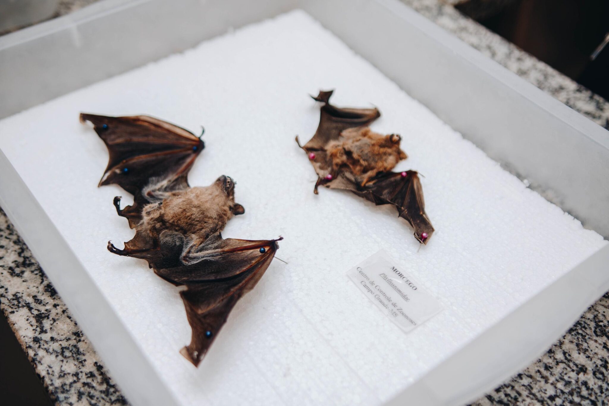 Sesau alerta para vacinação após cinco casos de raiva em morcegos