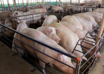 Em ritmo acelerado, suinocultura de MS consolida salto produtivo e atrai novos investimentos