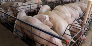 Em ritmo acelerado, suinocultura de MS consolida salto produtivo e atrai novos investimentos