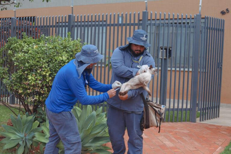 Vacinação antirrábica percorre três regiões hoje