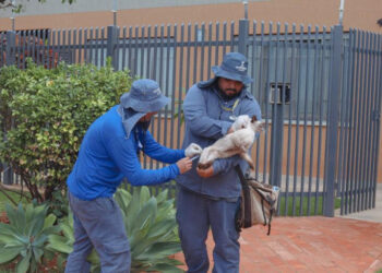 Sesau orienta vacinação de pets e faz alerta após casos de raiva