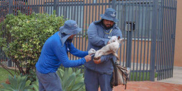 Sesau orienta vacinação de pets e faz alerta após casos de raiva