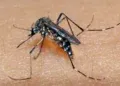 Chikungunya mata bebê e Dourados chega a 10 óbitos