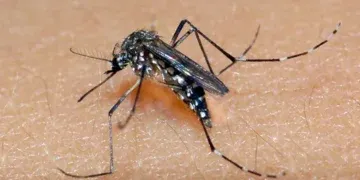 Chikungunya mata bebê e Dourados chega a 10 óbitos