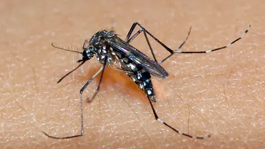 Chikungunya mata bebê e Dourados chega a 10 óbitos