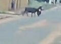 Vídeo: vaca atropela motociclista no Los Angeles 