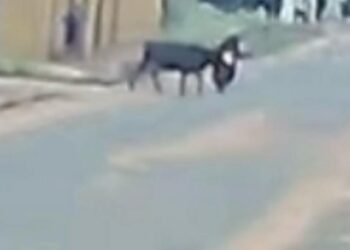 Vídeo: vaca atropela motociclista no Los Angeles 