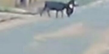 Vídeo: vaca atropela motociclista no Los Angeles 