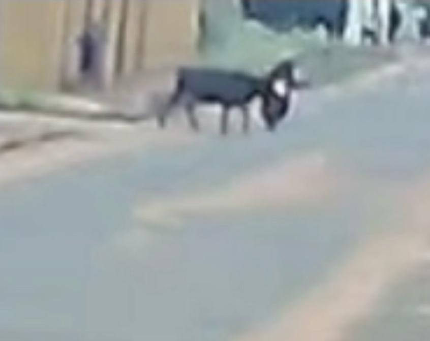 Vídeo: vaca atropela motociclista no Los Angeles 