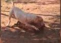 Ataque de pitbull em residência termina com morte de animal e gera revolta entre moradores