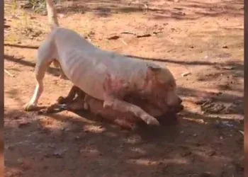 Ataque de pitbull em residência termina com morte de animal e gera revolta entre moradores