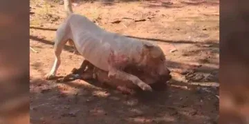 Ataque de pitbull em residência termina com morte de animal e gera revolta entre moradores