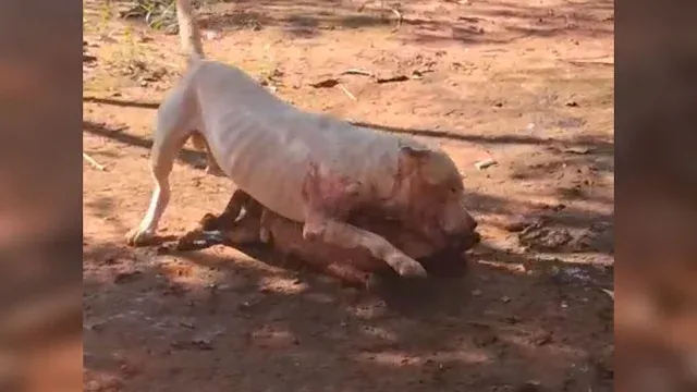 Ataque de pitbull em residência termina com morte de animal e gera revolta entre moradores