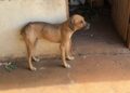 Homem tenta fugir, mas é preso por maus-tratos a animais na Capital