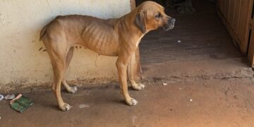 Homem tenta fugir, mas é preso por maus-tratos a animais na Capital