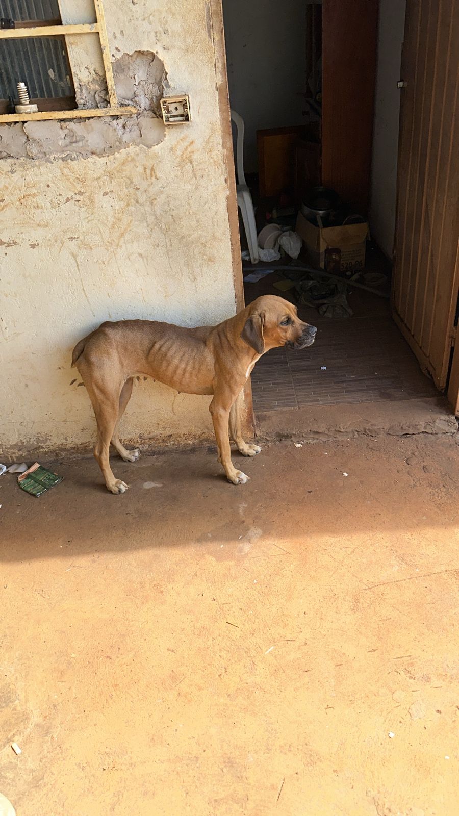 Homem tenta fugir, mas é preso por maus-tratos a animais na Capital