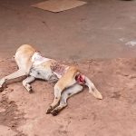 Homem é preso por maus-tratos após espancar cadela até a morte Homem é preso por maus-tratos após espancar cadela até a morte