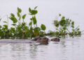 Parceria usa tecnologia para monitorar ariranhas no Pantanal e reforçar conservação Parceria usa tecnologia para monitorar ariranhas no Pantanal e reforçar conservação