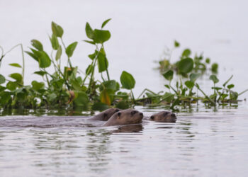 Parceria usa tecnologia para monitorar ariranhas no Pantanal e reforçar conservação Parceria usa tecnologia para monitorar ariranhas no Pantanal e reforçar conservação