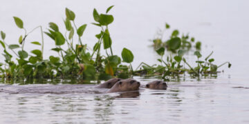Parceria usa tecnologia para monitorar ariranhas no Pantanal e reforçar conservação