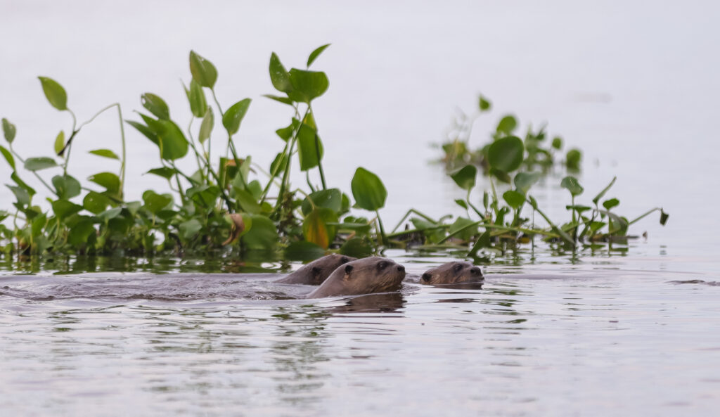 Parceria usa tecnologia para monitorar ariranhas no Pantanal e reforçar conservação