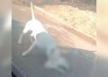 Gato é morto por pitbull solto na rua