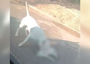 Gato é morto por pitbull solto na rua