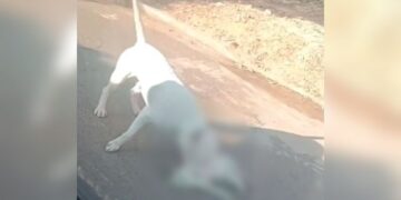 Gato é morto por pitbull solto na rua