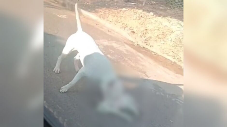 Gato é morto por pitbull solto na rua